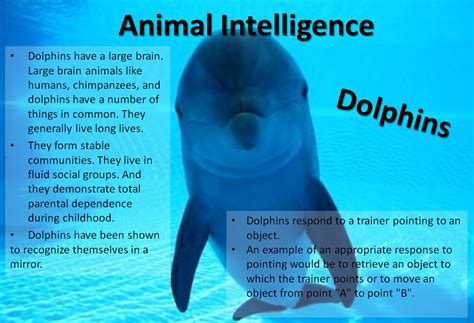 English III 2012: Unit 4 - Animal Intelligence
