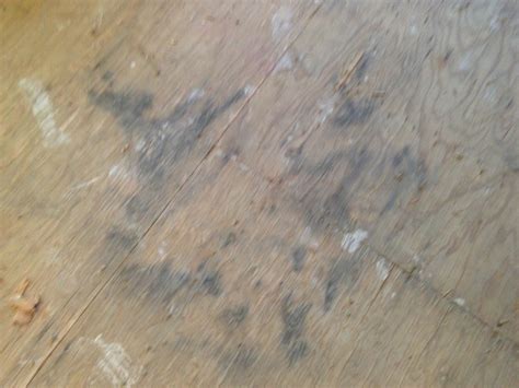 From these photos, you can see how black mold looks on different surfaces. Is This Mold On Our Subfloor? | DIY Forums