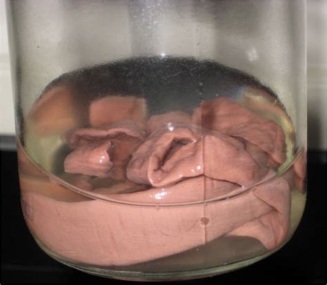 An update to google's expansive fact database has augmented its ability to answer questions about animals, plants, and more. Zoology Lab II - Species Recognition - ProProfs Quiz