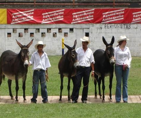 Burras De Cria Female Donkeys Cortesía Criadero Villa Luz