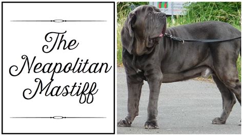 What Are The Different Types Of Mastiff Breeds And Which Is Best For