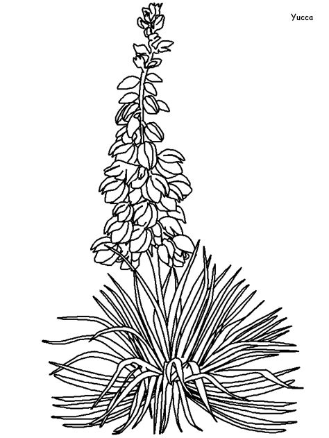 printable yucca flowers coloring pages coloringpagebookcom