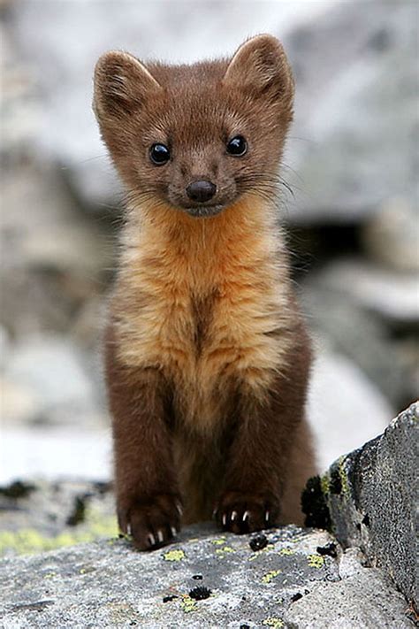 American Pine Marten All Creatures Great And Small