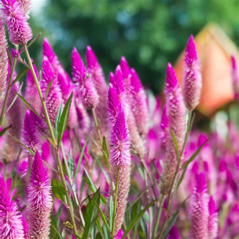 Celosia Flamingo Feather Seeds The Seed Collection