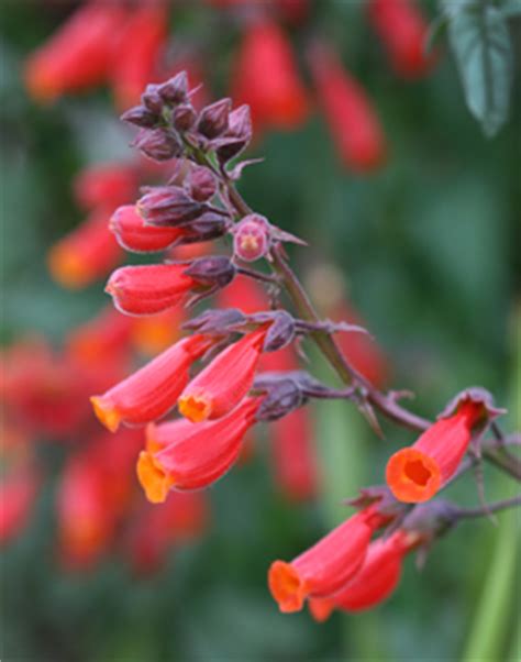 Showy, fragrant clusters of white to pale pink, tubular flowers with protruding red stamens bloom in june and july, later than most garden azaleas. Eccremocarpus scaber 'Cherry Red' "Chilean Glory Flower ...