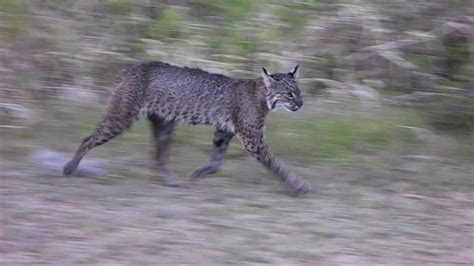 Bobcat of fremont provides sales, rental, parts and service for construction equipment such as skid steers, backhoes, excavators, and more. Beautiful bobcat walking near me on a trail in Florida ...