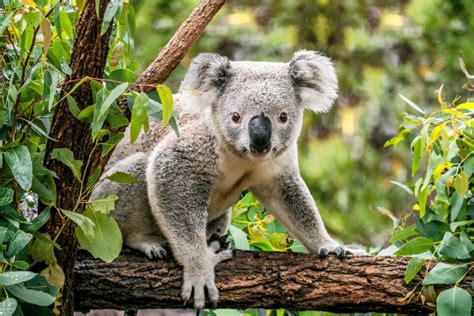 The Koala Is Now Officially Listed As Endangered