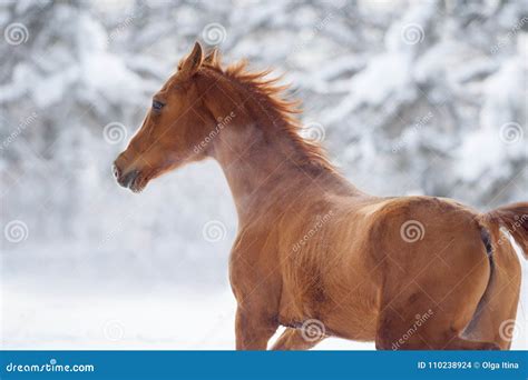 Running Chestnut Horse Winter Portrait Stock Photo Image Of Meadow