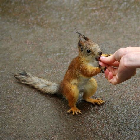 Brave Squirrel Takes Food Straight From Human Hand Stock Image Image