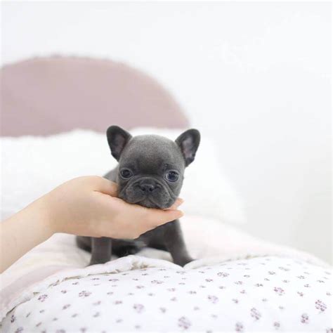 Don't mind me, just being cute! Rhinestone Mini Blue French Bulldog - Tiny Teacup Pups ...