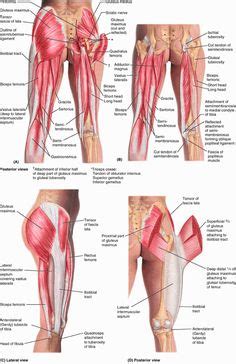 This is called an embolism, and it can be extremely fatal. upper leg muscles common names Archives - Anatomy Body Charts | Energy system | Pinterest ...