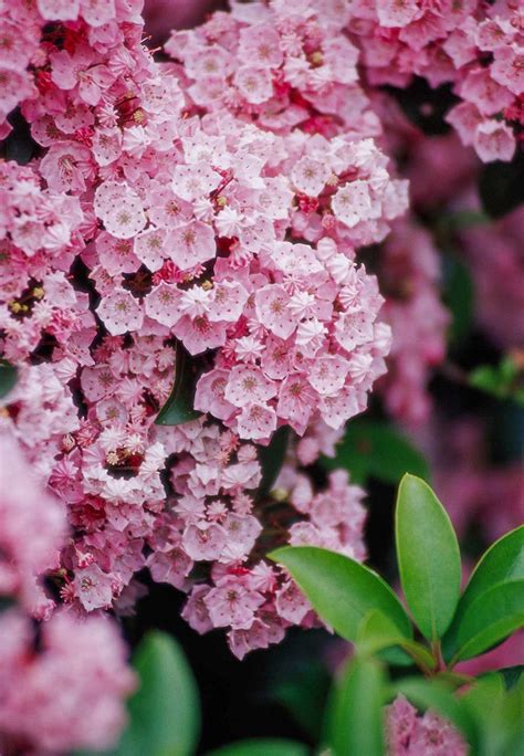 14 Shrubs For Shade Gardens Better Homes And Gardens