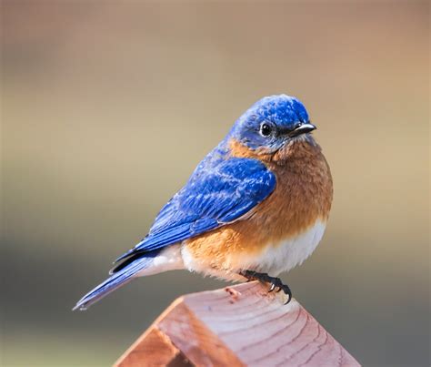 Bird Sounds And Songs Of The Eastern Bluebird The Old Farmers Almanac