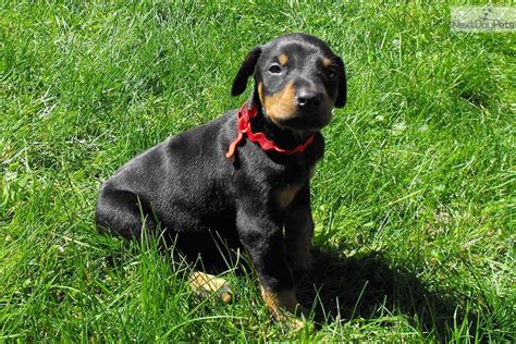 The current median price for all doberman pinschers sold is $2,200.00. Doberman Pinscher puppy for sale near Flint, Michigan | 144d122c-3d61