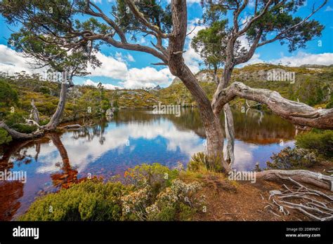 Nature Landscape In Cradle Mountain National Park In Tasmania