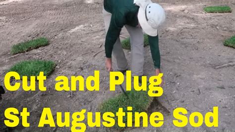 You may recognize it from st. Laying St Augustine Grass Plugs In My Lawn