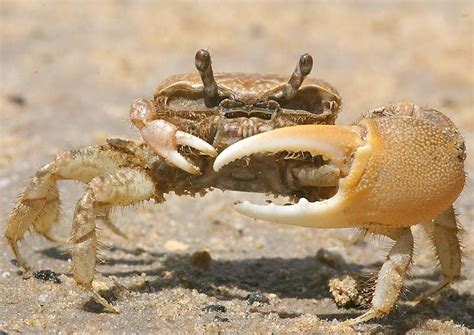 Primary Consumer Fiddler Crab