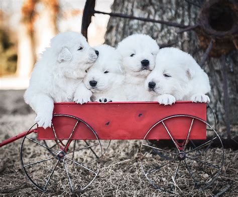 Are you trying to determine how much a puppy with breeding rights and papers would cost? Maremma Sheepdog Puppies | Maremma sheepdog puppy, Maremma ...