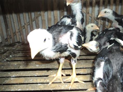 Jika ayam sudah terjangkit penyakit ini sebaiknya ayam dipisahkan agar tidak menular ayam kita lainnya Cara Menanggulangi Berbagai Macam Penyakit Pada Ayam ...