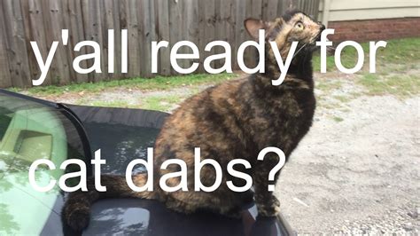 Cat Dabs Huge Dump Youtube