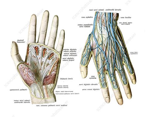 Nerves And Vessels Of Hand Illustration Stock Image C0480002