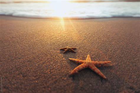 Two Starfish On The Beach At Sunset By Stocksy Contributor Paff