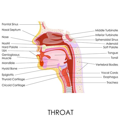 Anatomia Do Pescoço E Garganta