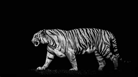 Free Download White Tiger Backgrounds Pixelstalknet