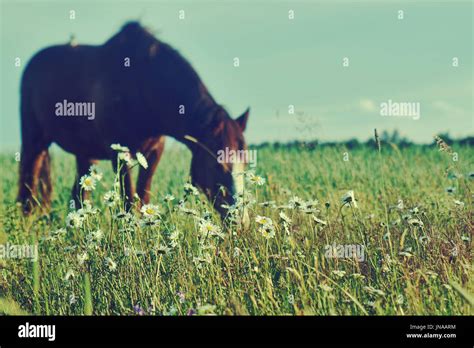 Belarusian Countryside Hi Res Stock Photography And Images Alamy