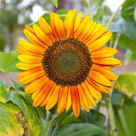 7 Tips And Tricks To Get The Most Out Of Your Sunflowers Planting