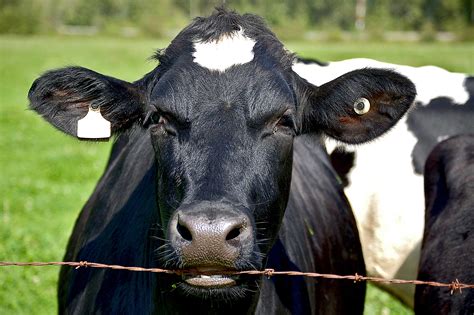 Black Holstein Cow