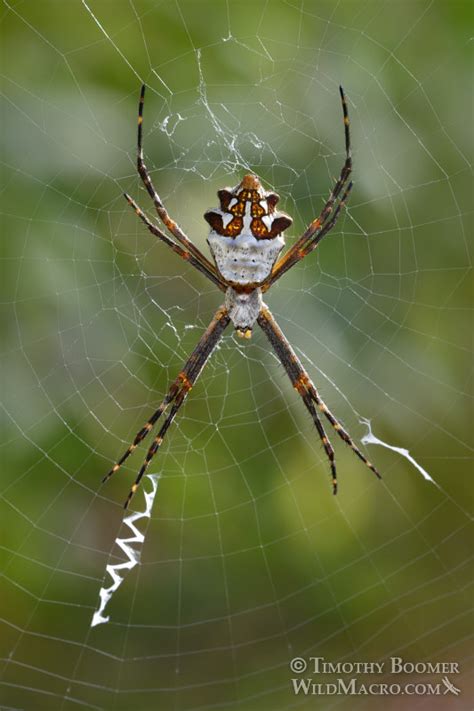 Silver Garden Spider Argiope Argentata Pictures Wild Macro Stock