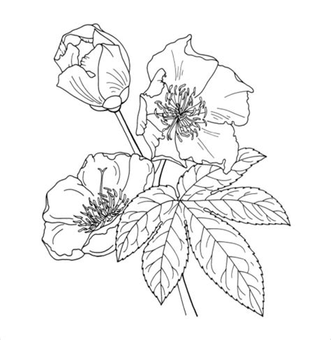 Lower the ph around the hydrangea bush by either spraying the ground with a weak vinegar solution or. Hydrangea Coloring Page at GetDrawings | Free download