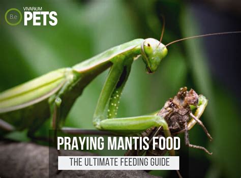 What Do Praying Mantises Eat Praying Mantis Food Guide