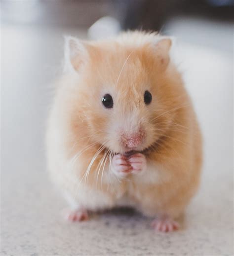 A Complete Guide To Hamsters As Pets By Squeaks And Nibbles