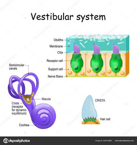 Vestibular System Animation