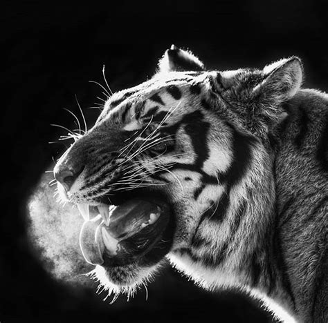 Nikon Owner Magazine On Instagram 🐅 Its The Eye Of The Tiger Its