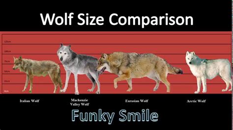 Wolf Size Comparison Wallpaperin