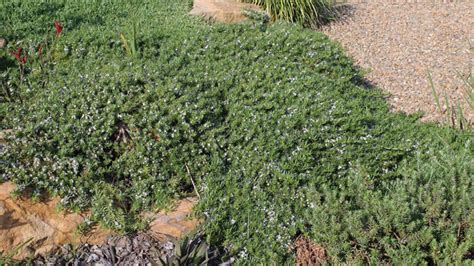 Groundcover Creeper Plant Myoporum Parvifolium Sale AzGardens