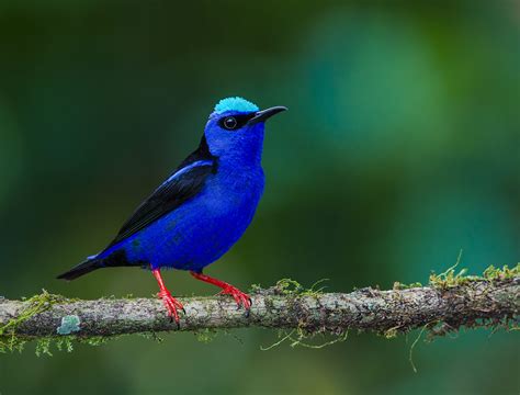 The 7 Most Beautiful Birds Of Belize Birding In Belize
