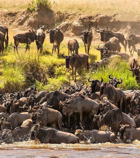 10 Days Wildebeest Migration Safari Destiny Explorers