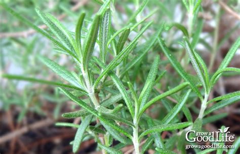 Grow Herbs Indoors Herbs That Thrive Inside