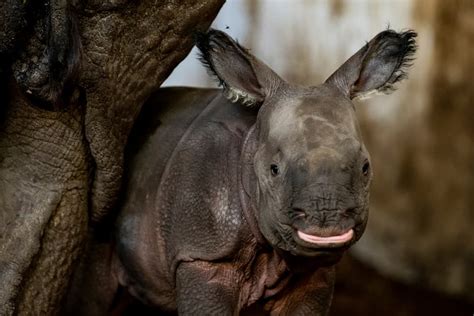 Endangered Indian Rhinoceros Baby Is Born In Zoo In Poland Rhinoceros