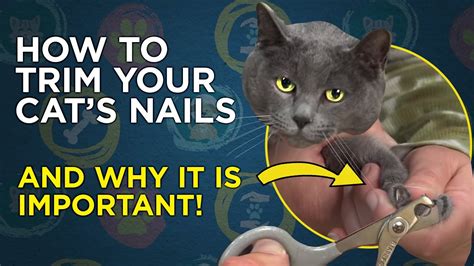 Here's why cats shed claws — and why it's nothing to be worried about. How To Trim Your Cat's Nails Video - YouTube