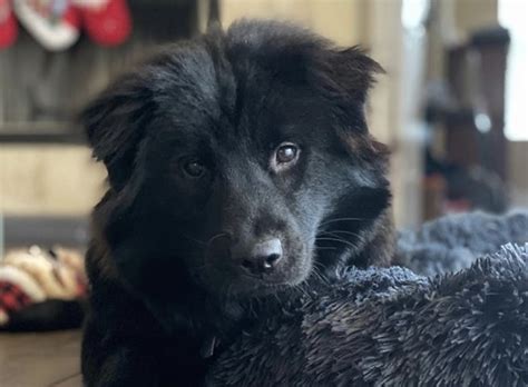 Over time puppies will learn that biting too hard ends playtime and will learn to soften their mouths. 27 Best Australian Shepherd Mixes (MIXED AUSSIES)