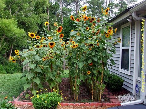 Julie Ann Brady Blog On Sunflower Garden At 9 Feet At 90 Days