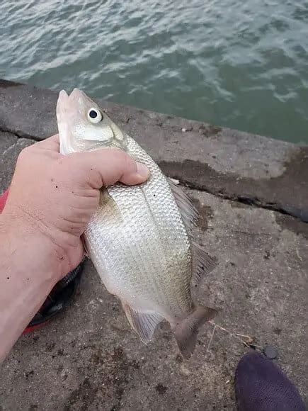 White Perch Vs Yellow Perch How Are They Different Strike And Catch