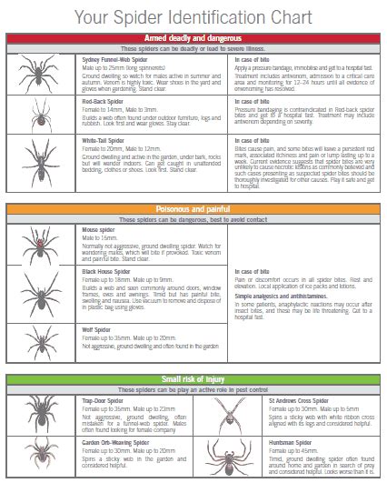 Spider Control Treatments For Spider Infestations