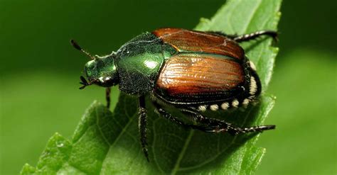 Japanese Beetle Invades Vancouver And Its Worse Than The Chafer Beetle