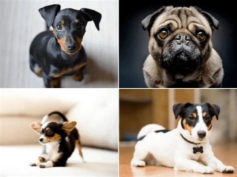 Las Razas De Perros Pequeños Más Fascinantes Como Funciona Que